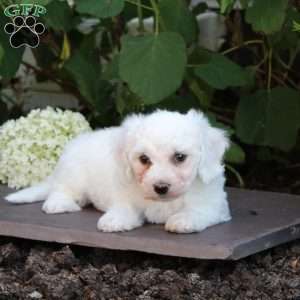 Marble, Bichon Frise Puppy